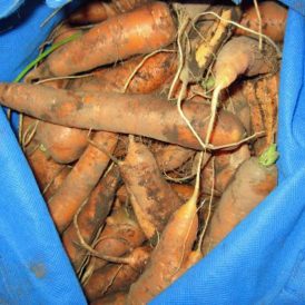 Grow Your Own Carrots Image
